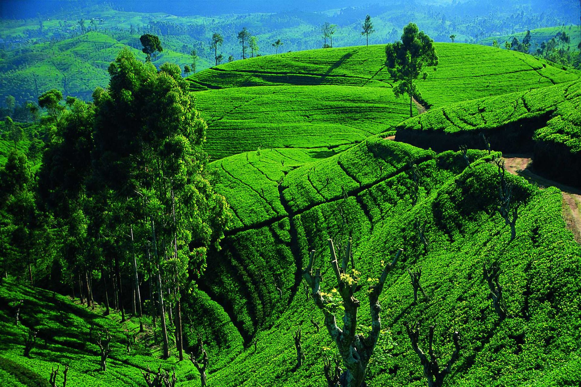 Nuwara Eliya